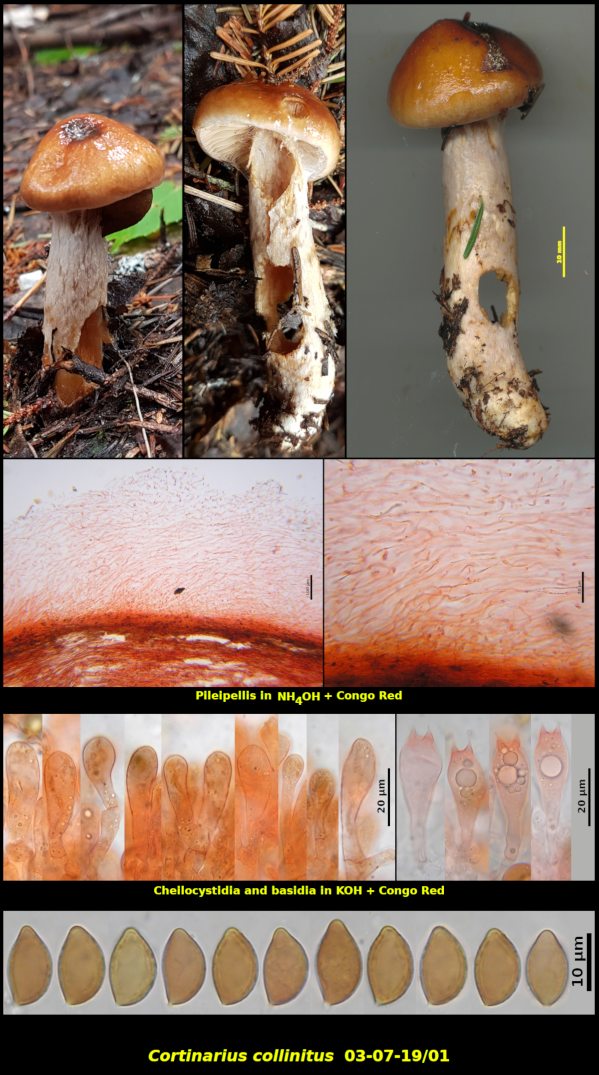 Picture of <i>Cortinarius_collinitus 03-07-19]01</i>